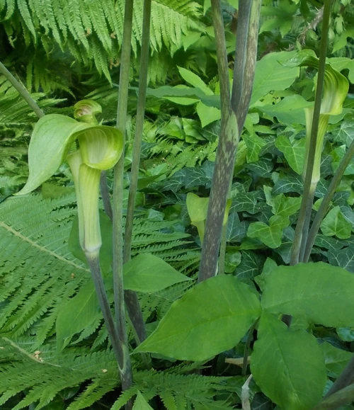 Ruskokärsäkalla (Jaakonkärsäkalla)