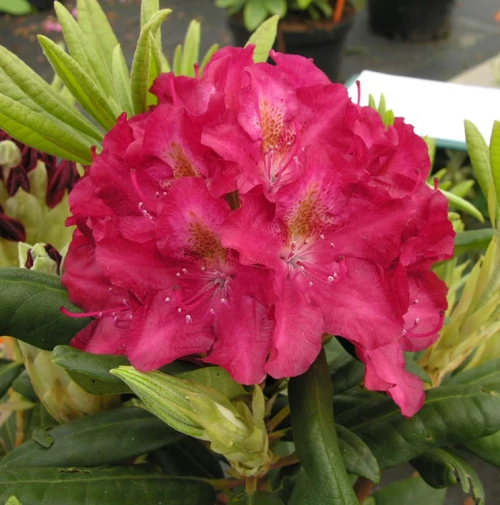Royal Scarlet -alppiruusu