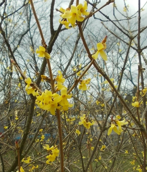 Mantšurianonnenpensas