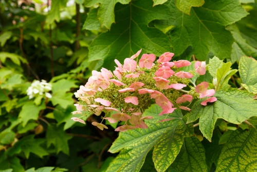Tammihortensia