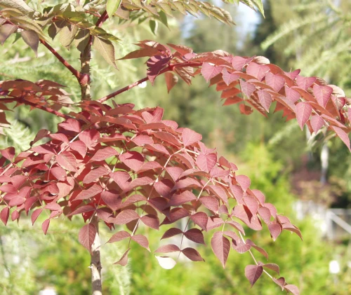 Piikkiaralia