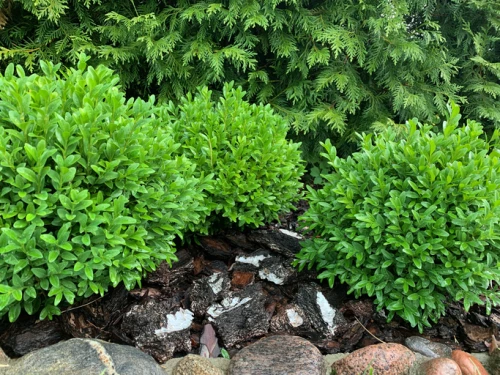 Koiranpensas (puksipuu)