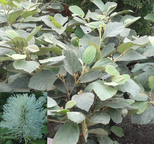 Höyhenpensas