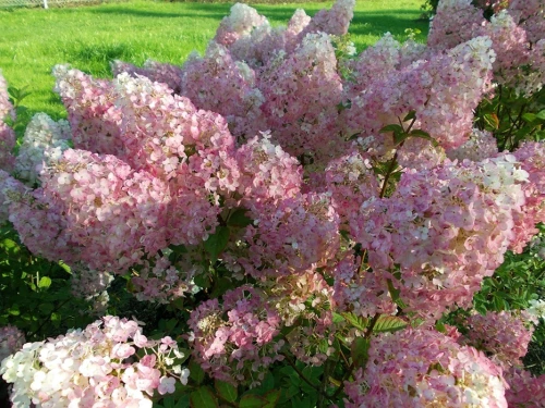 Japaninhortensia (syyshortensia)