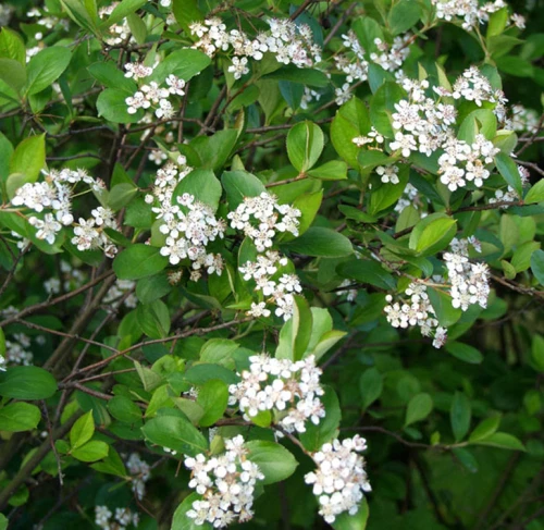 Koristearonia