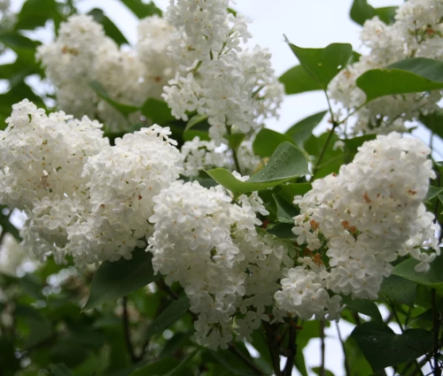 Pihasyreeni