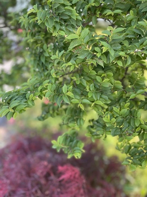 Lehtojalava (pensastava) 