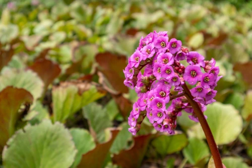 Purppuravuorenkilpi