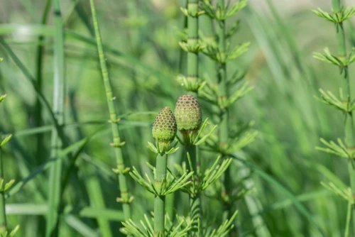 J rvikorte Equisetum Fluviatile Muhevainen J rvikorte Equisetum Fluviatile Muhevainen