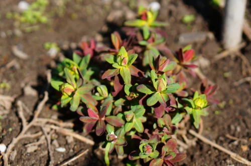 Purppurakultatyräkki