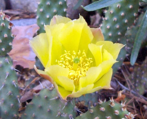 Harpaopuntia
