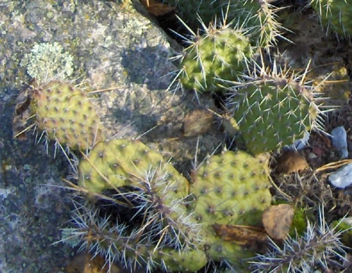 Pihaopuntia