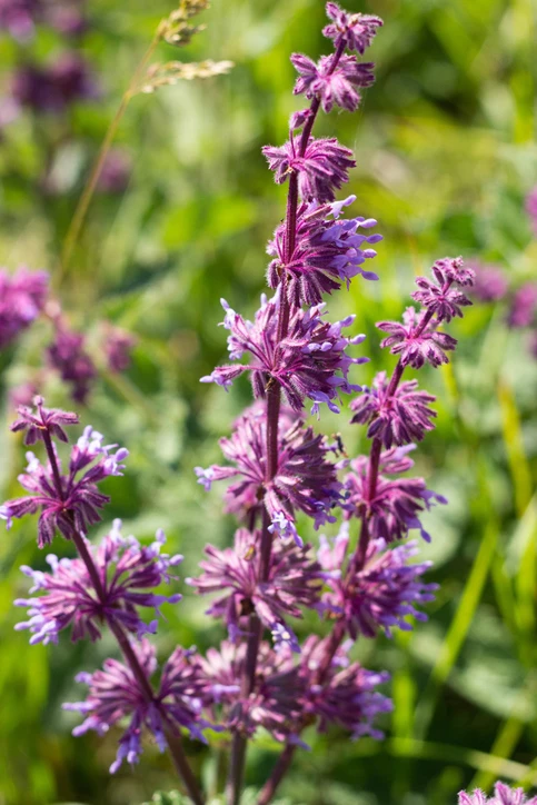 Kiehkurasalvia