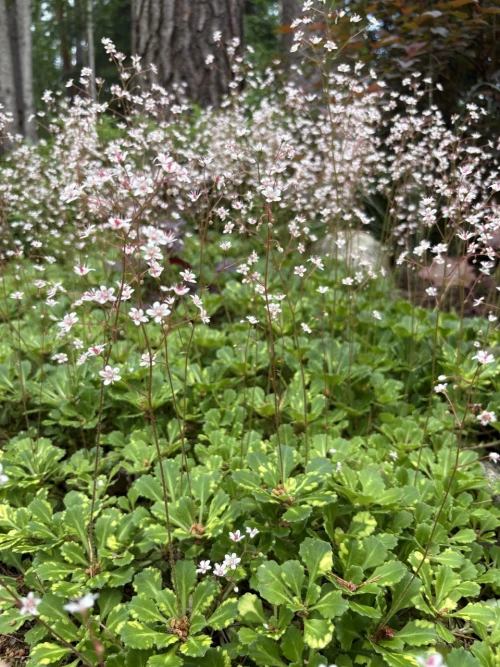 Posliinirikko