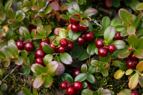 Puolukka Vaccinium Vitis idaea Sanna Muhevainen Puolukka Vaccinium Vitis idaea Sanna Muhevainen