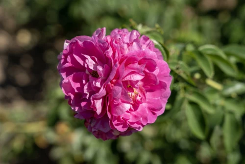 Pensasruusu, pilariruusu