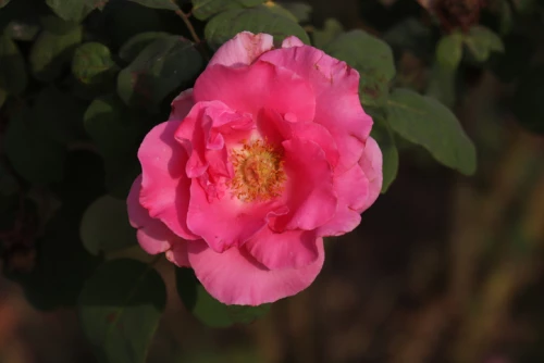 Pensasmainen tertturuusu