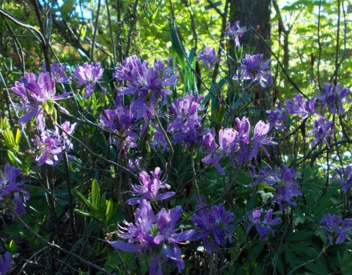 Kanadanatsalea