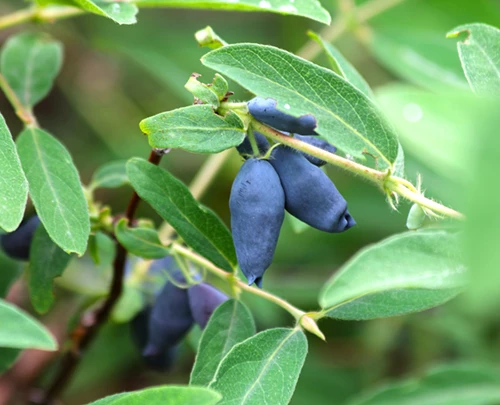 Makeasinikuusama (hunajamarja)