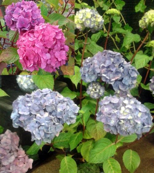 Jalohortensia