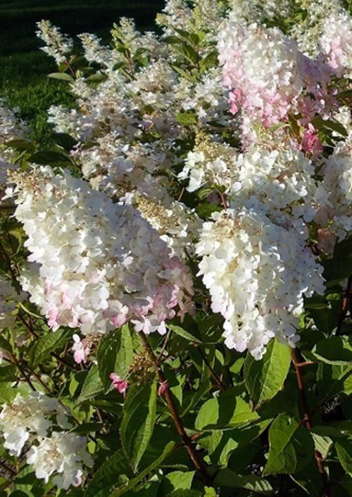 Japaninhortensia (syyshortensia), rungollinen