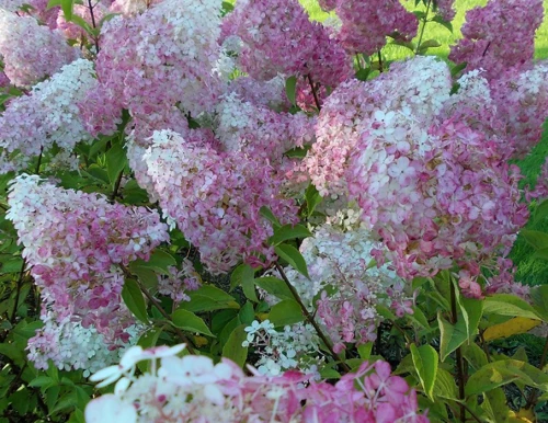 Japaninhortensia, rungollinen (syyshortensia)