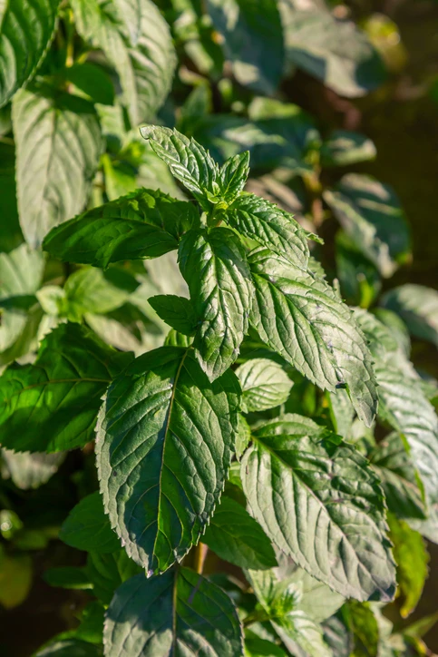 Japanin rantaminttu ”Mojitominttu”