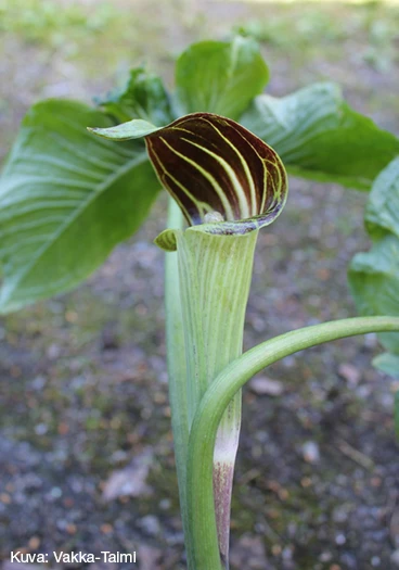 Kuparikärsäkalla
