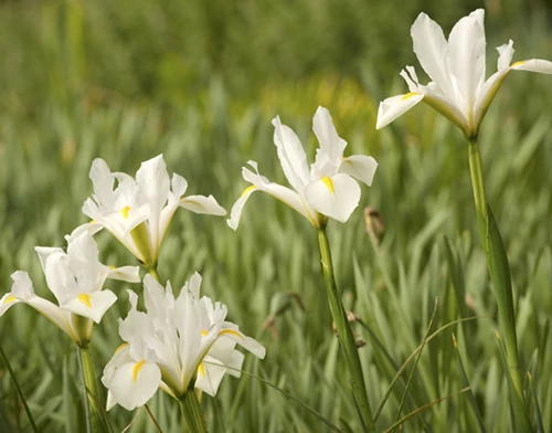 Siperiankurjenmiekka