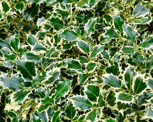 Euroopanorjanlaakeri