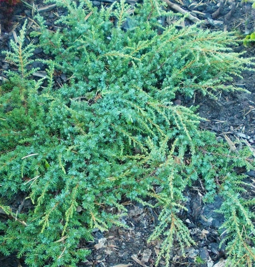 Kääpiökataja / ryömivä kataja