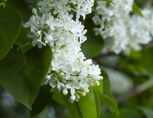 Pikkusyreeni, rungollinen