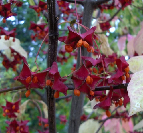 Lyhtysorvarinpensas