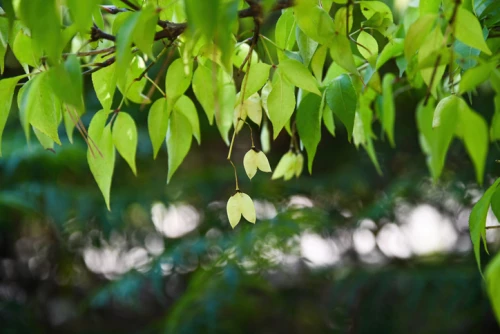 Amerikankotapähkinä