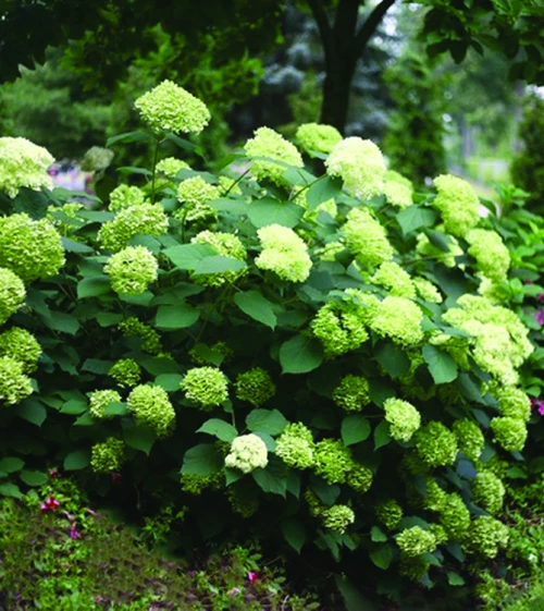 Pallohortensia