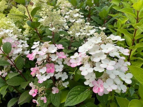 Japaninhortensia (pikkuhortensia)