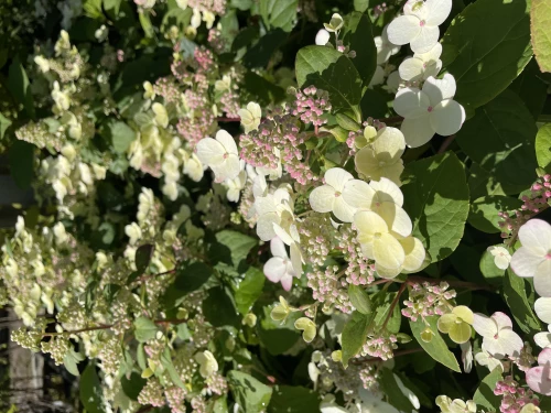 Japaninhortensia (pikkuhortensia)