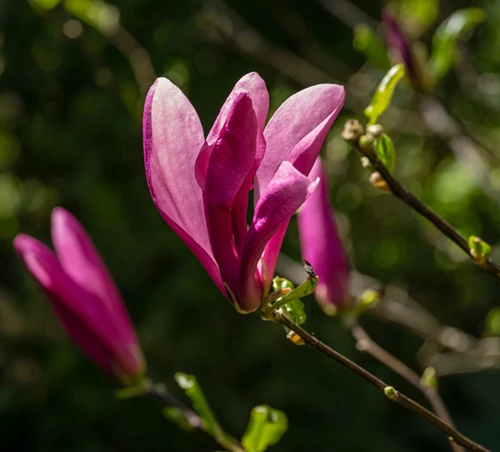 Magnolia