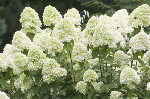 Japaninhortensia (syyshortensia)