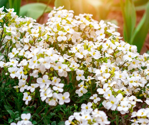 Kaukasianpitkäpalko