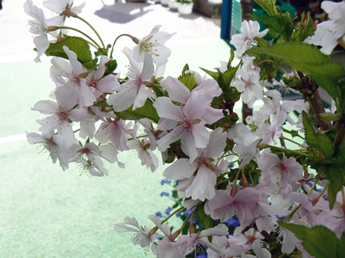 Japaninkääpiökirsikka