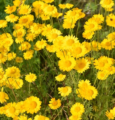 Keltasauramo