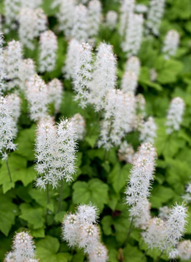 Rönsytiarella