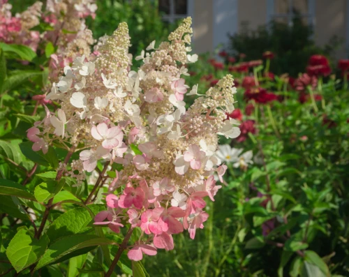 Japaninhortensia (syyshortensia)