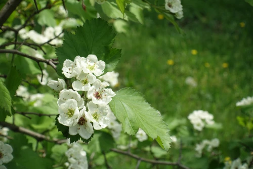 Pilviorapihlaja