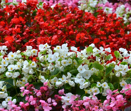 Kesäbegonia