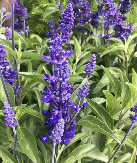 Härmesalvia