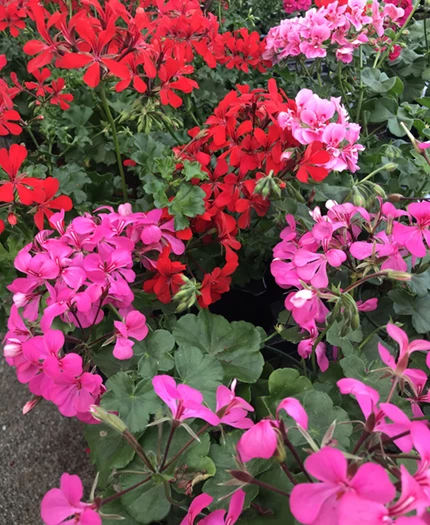 Calliope-pelargoni