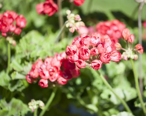 Tulppaanipelargoni