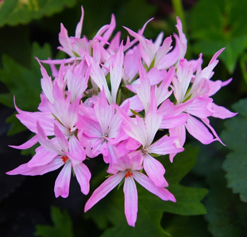 Tähtipelargoni